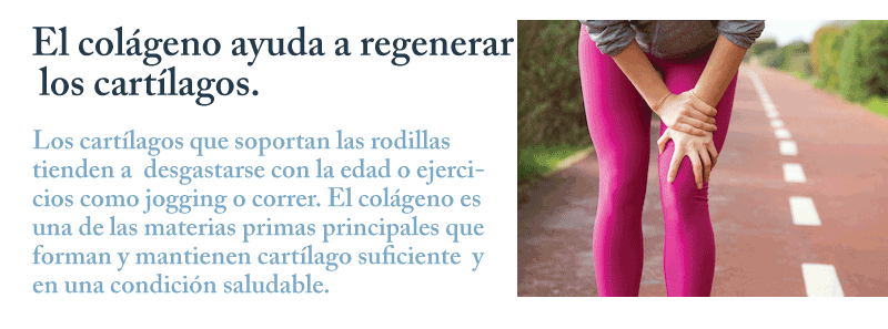 El colageno ayuda a regenerar los cartilagos.
