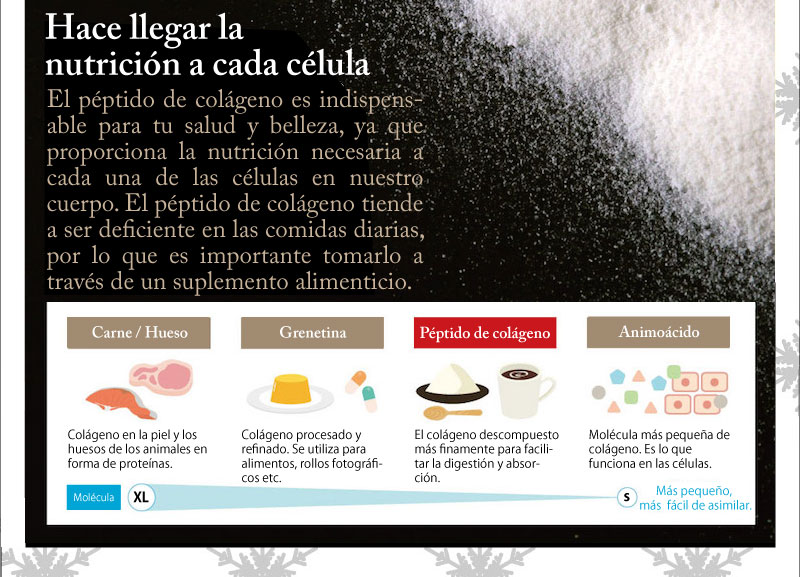 Hace llegar nutricion a cada celula.